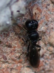 Crossocerus