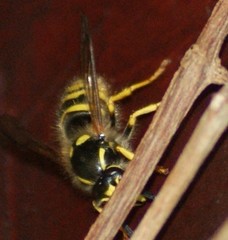 Dolichovespula sylvestris
