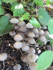 Coprinellus