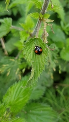 Harmonia axyridis