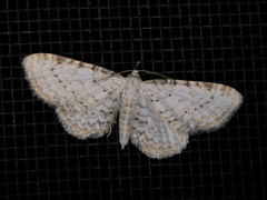 Eupithecia cretaceata