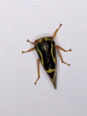 Smiliini