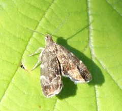 Anthophila fabriciana