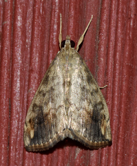 Evergestis rimosalis