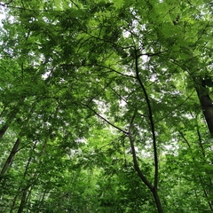 Sorbus aucuparia