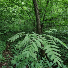 Sorbus aucuparia