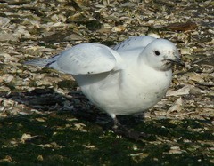 Pagophila eburnea