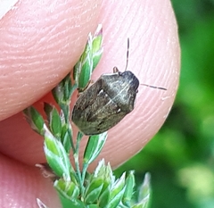 Neottiglossa pusilla