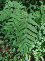 Sorbus aucuparia