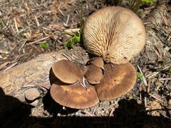 Lentinellus montanus