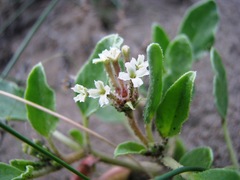Tripterocalyx micranthus