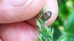 Neottiglossa pusilla