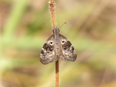 Chiomara basigutta