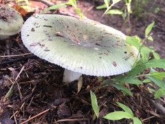 Russula