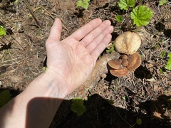 Lentinellus montanus