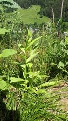 Digitalis grandiflora