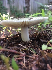 Russula