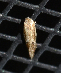 Bucculatrix ivella