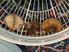 Lentinellus montanus