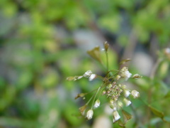 Capsella bursa-pastoris