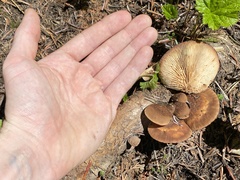 Lentinellus montanus