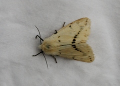 Spilosoma lutea