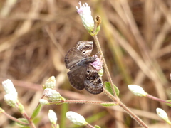 Chiomara basigutta