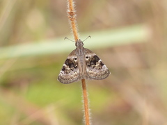 Chiomara basigutta