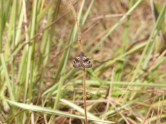 Chiomara basigutta