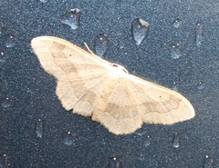 Idaea aversata