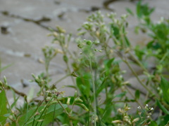 Capsella bursa-pastoris
