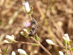 Chiomara basigutta
