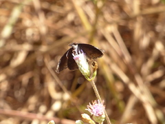 Chiomara basigutta