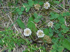 Trifolium repens