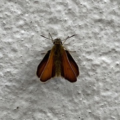 Thymelicus sylvestris