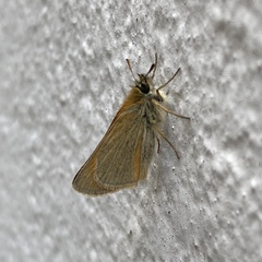 Thymelicus sylvestris