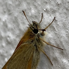 Thymelicus sylvestris