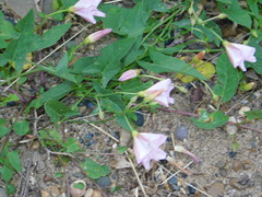 Convolvulus arvensis