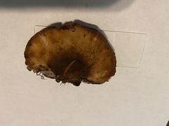 Lentinellus montanus