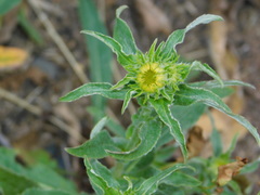 Pentanema britannica