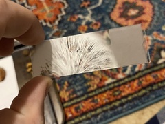 Lentinellus montanus