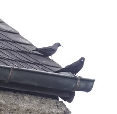 Corvus monedula