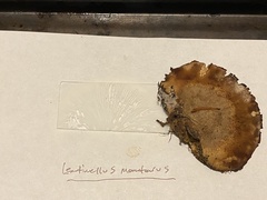 Lentinellus montanus