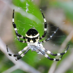 Argiope amoena