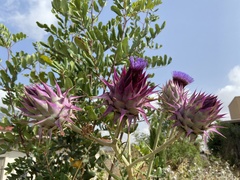 Cynara syriaca