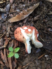 Russula