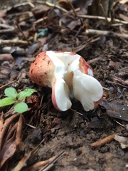 Russula