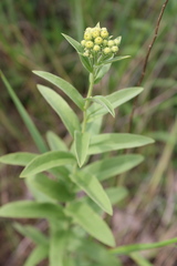 Pentanema germanicum