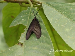 Gynautocera rubriscutellata