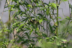 Acrocephalus palustris